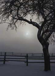 Österreich, Salzkammergut, Mondsee, Blick auf Sonnenfinsternis im nebligen Winter - WWF001809