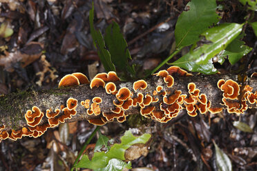 Spanien, Kanarische Inseln, La Gomera, Pilze auf einem Zweig im Nationalpark Garajonay - SIEF000060