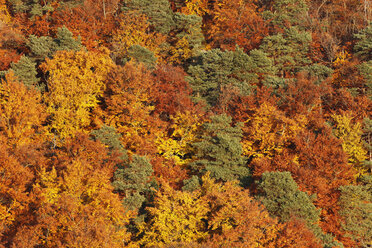 Österreich, Niederösterreich, Wachau, Luftaufnahme eines Waldes im Herbst - SIE000083