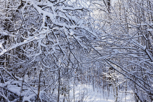 Deutschland, Bayern, Geretsried, Schneebedeckter Auwald - SIEF000091