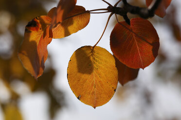 Herbstblätter der Europäischen Birne (lat. Pyrus communis), Nahaufnahme - SIEF000096