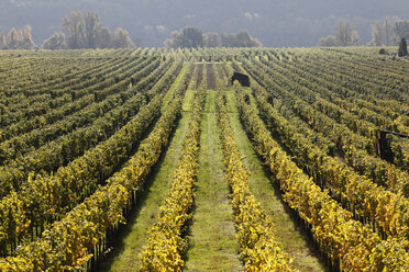 Austria, Lower Austria, Wachau, Oberloiben, View of vineyard - SIEF000099