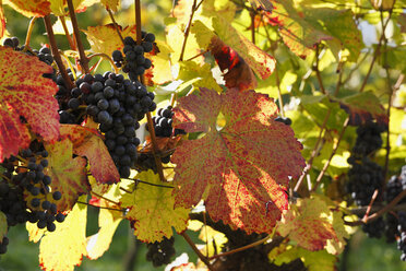 Austria, Lower Austria, Wachau, Autumn and vinegrapes - SIEF000112