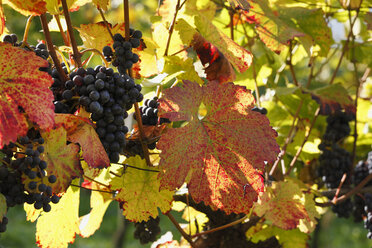 Österreich, Niederösterreich, Wachau, Herbst und Weintrauben - SIEF000112