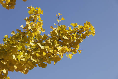 Herbstliche Ginkgoblätter (Ginkgo biloba) gegen den Himmel, lizenzfreies Stockfoto