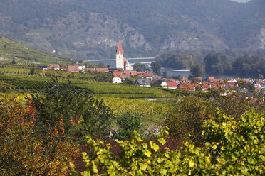 Austria, Lower Austria, Waldviertel, Wachau, Weissenkirchen, View of Vineyard and village with Danube river - SIEF000119