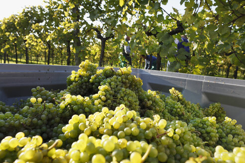 Österreich, Niederösterreich, Mostviertel, Wachau, Arnsdorf, Weinlese im Weinberg - SIEF000123