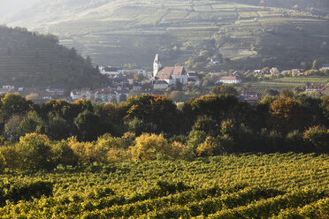 Österreich, Niederösterreich, Wachau, Spitz, Blick auf den Weinberg in Arnsdorf - SIEF000128