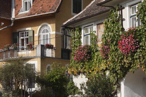 Österreich, Niederösterreich, Waldviertel, Wachau, Spitz, Haus mit Wein und Blumen - SIEF000130