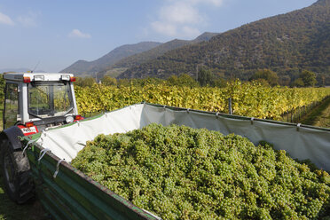 Österreich, Niederösterreich, Waldviertel, Wachau, Weinreben im Traktor mit Bergen im Hintergrund - SIEF000131