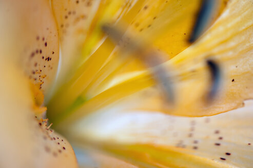 Lilie-Lilium candidum,Nahaufnahme - SMF000637