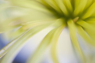 Chrysanthemum, close-up - SMF000638
