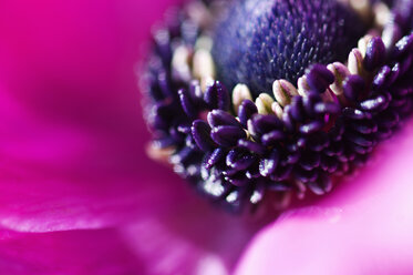 Anemone, close up - SMF000641