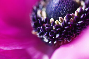 Anemone, Nahaufnahme - SMF000641