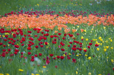 Deutschland, Baden-Württemberg, Markdorf, Blick auf Tulpenfeld - SMF000645