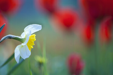 Deutschland, Baden-Württemberg, Markdorf, Narzissenblüte mit Tulpen im Hintergrund - SMF000646