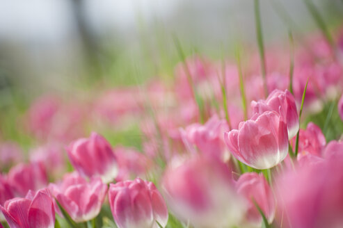 Germany, Baden-Württemberg, Markdorf, View of tulip field - SMF000647