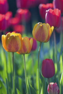 Deutschland, Baden-Württemberg, Markdorf, Tulpenfeld - SMF000649