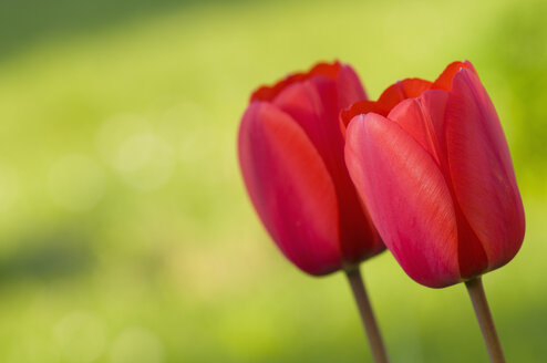 Deutschland, Baden-Württemberg, Markdorf, Rote Tulpen, Nahaufnahme - SMF000650