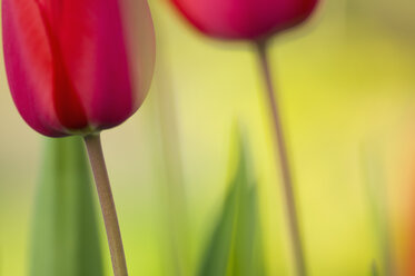 Deutschland, Baden-Württemberg, Markdorf, Rote Tulpen, Nahaufnahme - SMF000651