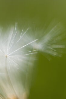 Common dandelion, close up - SMF000653
