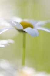 Germany, Baden-Württemberg, Markdorf, Marguerite(Oxeye Daisies), close up - SMF000655