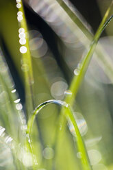 View of grass with dewdrops, close up - SMF000656