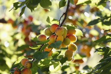 Austria, Lower Austria, Wachau, Waldviertel, Apricot tree - SIEF000234