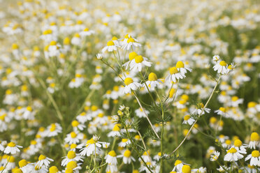 Germany, Cologne, View of matricaria chamomilla field - GWF001387