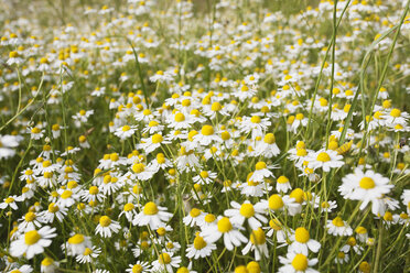 Germany, Cologne, View of matricaria chamomilla field - GWF001388