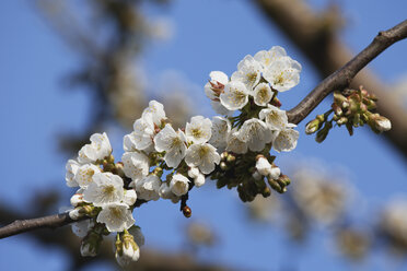 Deutschland, Köln, Nordrhein-Westfalen, Blick auf die Kirschblüte von Prunus avium - GWF001391