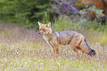 Südamerika, Chile, Patagonien, Grauer Zorro im Torres del Paine National Park - FOF002912