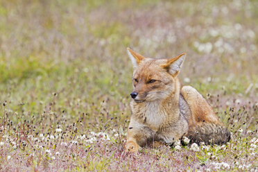 Südamerika, Chile, Patagonien, Grauer Zorro im Torres del Paine National Park - FOF002913