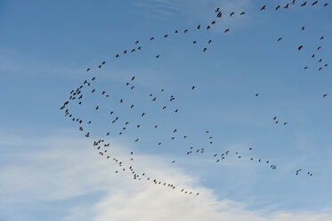 Deutschland, Berlingen, Vogelschwarm fliegt in den Himmel - SHF000532