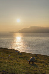 Irland, Provinz Connacht, Grafschaft Mayo, Blick auf grasende Tiere auf Achill Island bei Sonnenuntergang - SIEF000334
