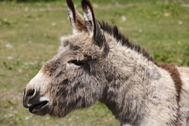 Ireland, Province Leinster, Donkey, close up - SIEF000330