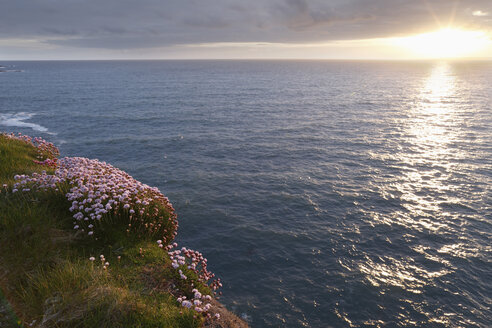 Irland, Grafschaft Clare, Blick auf rosa Sumpfdotterblume auf Felsen an der Doolin-Küste - SIEF000325