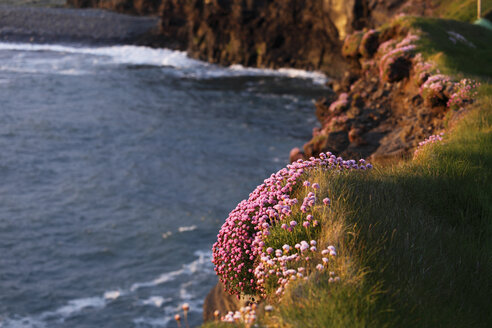 Irland, Grafschaft Clare, Blick auf rosa Sumpfdotterblume auf Felsen an der Doolin-Küste - SIEF000324