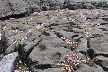 Irland, Grafschaft Clare, Blick auf rosa Sumpfdotterblume zwischen Felsen - SIEF000321