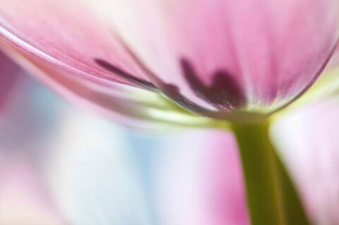 Tulpe, Nahaufnahme, lizenzfreies Stockfoto