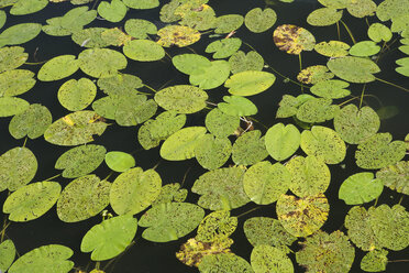 Deutschland, Bayern, Blick auf Seerosenblätter im Waginger See - WWF001819