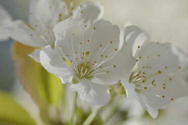 Germany, Bavaria, Cherry blossom, close up - CRF002046