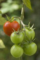 Deutschland, Bayern, Tomatenstrauß, Nahaufnahme - CRF002044