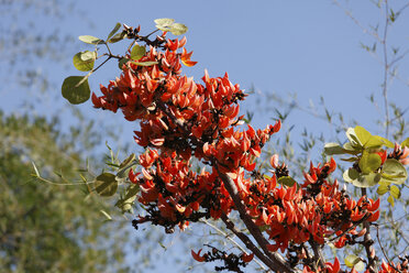 Indien, Tamil Nadu, Blick auf Papageienbaum im Wald - SIEF000399