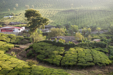 Indien, Südindien, Kerala, Munnar, Blick auf Teeplantagen - SIE000402