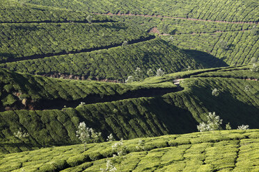 Indien, Südindien, Kerala, Munnar, Blick auf Teeplantagen - SIE000404