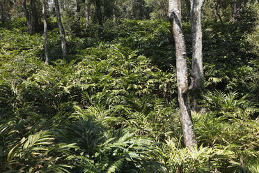 India, Kerala, Western Ghats, View of cardamom plantation - SIEF000409