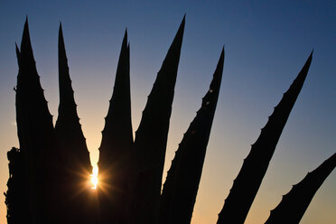 Portugal, Algarve, Sagres, Close up of cactus at sunset - WVF000110