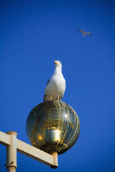 Portugal, Algarve, Sagres, Seagull on lamp - WVF000141