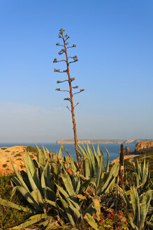 Portugal, Algarve, Sagres, Blick auf typischen Baum, Meer im Hintergrund - WVF000142